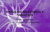 IMPULSO NERVIOSO Y SINAPSIS Paula Aedo Salas Prof. Biología y Cs Naturales.