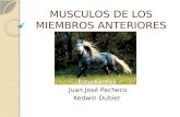 MUSCULOS DE LOS MIEMBROS ANTERIORES Estudiantes: Juan José Pacheco Kedwin Dubier.