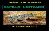 SAPILLO MOTEADO 4 DE ENERO DE 2015 GRANOTETA DE PUNTS.