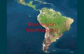 Biorregiones o Ecozonas Biorregión Neotropical ¿Dónde se encuentra? Región tropical del continente americano: – Sudamérica – Centroamérica – Caribe.