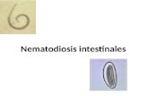 Nematodiosis intestinales. Enterobius vermicularis, Ascaris lumbricoides, Trichuris trichiura, Uncinarias (Necator americanus y Ancylostoma duodenale),
