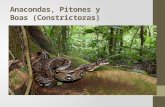 Anacondas, Pitones y Boas (Constrictoras).  La serpiente más larga que existe en el mundo es la pitón real de Asia, y la que le sigue en longitud es.