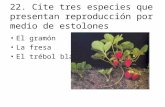 22. Cite tres especies que presentan reproducción por medio de estolones El gramón La fresa El trébol blanco.