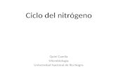 Ciclo del nitrógeno Quiní Camila Microbiología Universidad Nacional de Rio Negro.