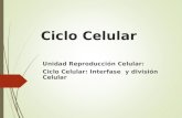 Ciclo Celular Unidad Reproducci³n Celular: Ciclo Celular: Interfase y divisi³n Celular