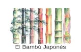 El Bambú Japonés El Bambú Japonés Hay algo muy curioso que sucede con el bambú japonés y que lo trasforma en no apto para impacientes.
