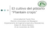 El cultivo del plátano “Plantain crops” Universidad de Puerto Rico Recinto Universitario de Mayagüez Departamento de Ingeniería Agrícola y Biosistemas.