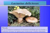 Lactarius deliciosus N íscalo. En su juventud el sombrero se encuentra enrollado por sus bordes y conforme envejece se aplana para evolucionar a forma.