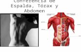 Conferencia de Espalda, Tórax y Abdomen. Patología de Espalda Lumbalgia.