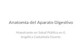 Anatomía del Aparato Digestivo Maestrante en Salud Pública en E. Angélica Castañeda Duarte.