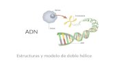 ADN Estructuras y modelo de doble hélice. ADN A cido D esoxirribo N ucleíco Molécula que contiene TODA la información genética de un organismo. Es responsable.