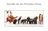 Estudio de los Primates Vivos. Dos Subordenes: 1.Prosimios incluye los Lémures, el Loris, bebés de bush, y tarseros 2.Antropoides incluye monos, simios.