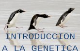 INTRODUCCION A LA GENETICA. ¿Un toro normal o una mole increíble? Un pequeño cambio en el DNA hace toda la diferencia.