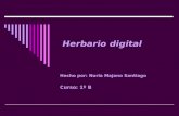 Hecho por: Nuria Majano Santiago Curso: 1º B Herbario digital.