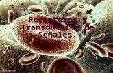 Receptores y Transducción de Señales.. Ameba.