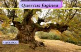 QUEJIGO Quercus faginea. Origen: región mediterránea accidental ;en la península ibérica y nordeste de África.