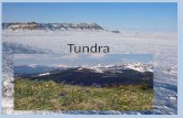 Tundra. Cubre 1/5 del planeta. Aquí se encuentran los lugares más fríos. La Tundra Alpina se encuentra en las montañas y la Tundra Ártica en el Círculo.