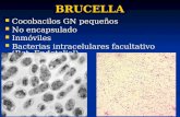 BRUCELLA Cocobacilos GN pequeños Cocobacilos GN pequeños No encapsulado No encapsulado Inmóviles Inmóviles Bacterias intracelulares facultativo (Ret. Endotelial)