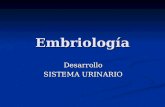 Embriología Desarrollo SISTEMA URINARIO. Mesodermo intermedio.