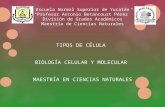 Escuela Normal Superior de Yucatán “Profesor Antonio Betancourt Pérez” División de Grados Académicos Maestría de Ciencias Naturales TIPOS DE CÉLULA BIOLOGÍA.