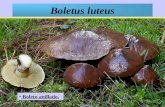 Boletus luteus Boleto anillado.. Boleto anillado. También denominado Suillus luteus o Boleto anillado es un hongo de la familia Boletaceae.