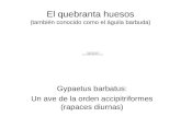 El quebranta huesos (también conocido como el águila barbuda) Gypaetus barbatus: Un ave de la orden accipitriformes (rapaces diurnas)