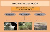 TIPO DE VEGETACIÓN SEGÚN SU TAMAÑO Y FISONOMÍA BOSQUE Dominio árboreo MATORRAL Dominio arbustivo PRADO Dominio herbáceo.