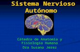Sistema Nervioso Autónomo Cátedra de Anatomía y Fisiología Humana Dra Susana Jerez.