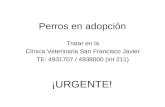 Perros en adopción Tratar en la Clínica Veterinaria San Francisco Javier TE: 4931707 / 4938000 (int 211) ¡URGENTE!