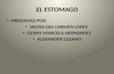 EL ESTOMAGO PRESENTAD POR: YACIRA DEL CARMEN LOPEZ GENNY MARCELA HERNANDEZ ALEXANDER LOZANO.