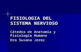FISIOLOGIA DEL SISTEMA NERVIOSO Cátedra de Anatomía y Fisiología Humana Dra Susana Jerez