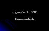 Irrigación de SNC Sistema circulatorio. Sistema de las Carótidas Común 1. Externa 2. Interna.