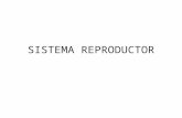 SISTEMA REPRODUCTOR. SISTEMA REPRODUCTOR FEMENINO. Una función fundamental del sistema reproductor femenino es la producción de ovocitos, vale decir,