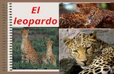 El leopardo. Descripción de su aspecto Es un felino de un tamaño entre 1 y 1,90 metros y un peso de hasta 90 kilos Su pelaje es amarillo con manchas negras,