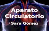 Aparato Circulatorio Sara Gómez Índice: Introducción. Sangre. Corazón. Sistema Linfático. Bibliografía.