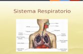 Sistema Respiratorio. Conjunto de órganos que se encargan del transporte e intercambio gaseoso, desde la corriente aérea a la circulación y viceversa.