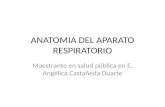 ANATOMIA DEL APARATO RESPIRATORIO Maestrante en salud pública en E. Angélica Castañeda Duarte.