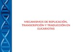 MECANISMOS DE REPLICACIÓN, TRANSCRIPCIÓN Y TRADUCCIÓN EN EUCARIOTAS.