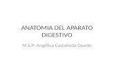 ANATOMIA DEL APARATO DIGESTIVO M.S.P: Angélica Castañeda Duarte.