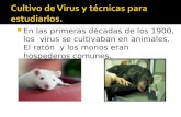 En las primeras décadas de los 1900, los virus se cultivaban en animales. El ratón y los monos eran hospederos comunes.