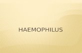 HAEMOPHILUS. Haemophilus es un género de bacterias Gram negativas con forma de cocobacilos pero muy pleomórficas aunque la forma típica es la cocobacilar,