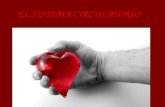 EL SISTEMA CIRCULATORIO. ÍNDICE  Anatomía del sistema circulatorio  El corazón  Los vasos sanguíneos  La circulación sanguínea  La sangre y la linfa.