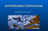 ENTEROBACTERIACEAE Eschericha coli. Generalidades Bacilos Gram negativos Bacilos Gram negativos Aislamientos bacterianos recuperados con más frecuencia.