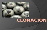 ¿Qué es clonar? La clonación puede definirse como el proceso por el que se consiguen copias idénticas de un organismo ya desarrollado, de forma asexual.