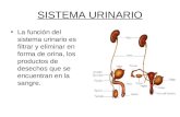 SISTEMA URINARIO La función del sistema urinario es filtrar y eliminar en forma de orina, los productos de desechos que se encuentran en la sangre.