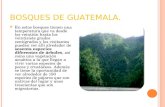 BOSQUES DE GUATEMALA. En estos bosques tienen una temperatura que va desde los veintiún hasta los veintisiete grados centígrados y los visitantes pueden.