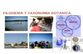 FILOGENIA Y TAXONOMIA BOTANICA.. Filogenia es la ciencia que estudia las relaciones evolutivas entre las distintas especies, reconstruyendo la historia.