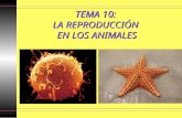 TEMA 10: LA REPRODUCCIÓN EN LOS ANIMALES. La función de reproducción en los animales Proceso por el que los animales forman individuos semejantes a sus.