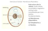 Estructura Celular: Membrana Plasmática Estructura de la célula: toda célula eucariótica vegetal o animal esta constituida por tres partes fundamentales: