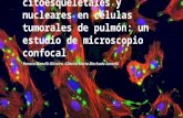 Alteraciones citoesqueletales y nucleares en células tumorales de pulmón: un estudio de microscopio confocal Renata Manelli-Oliveira, Gláucia Maria Machado-Santelli.